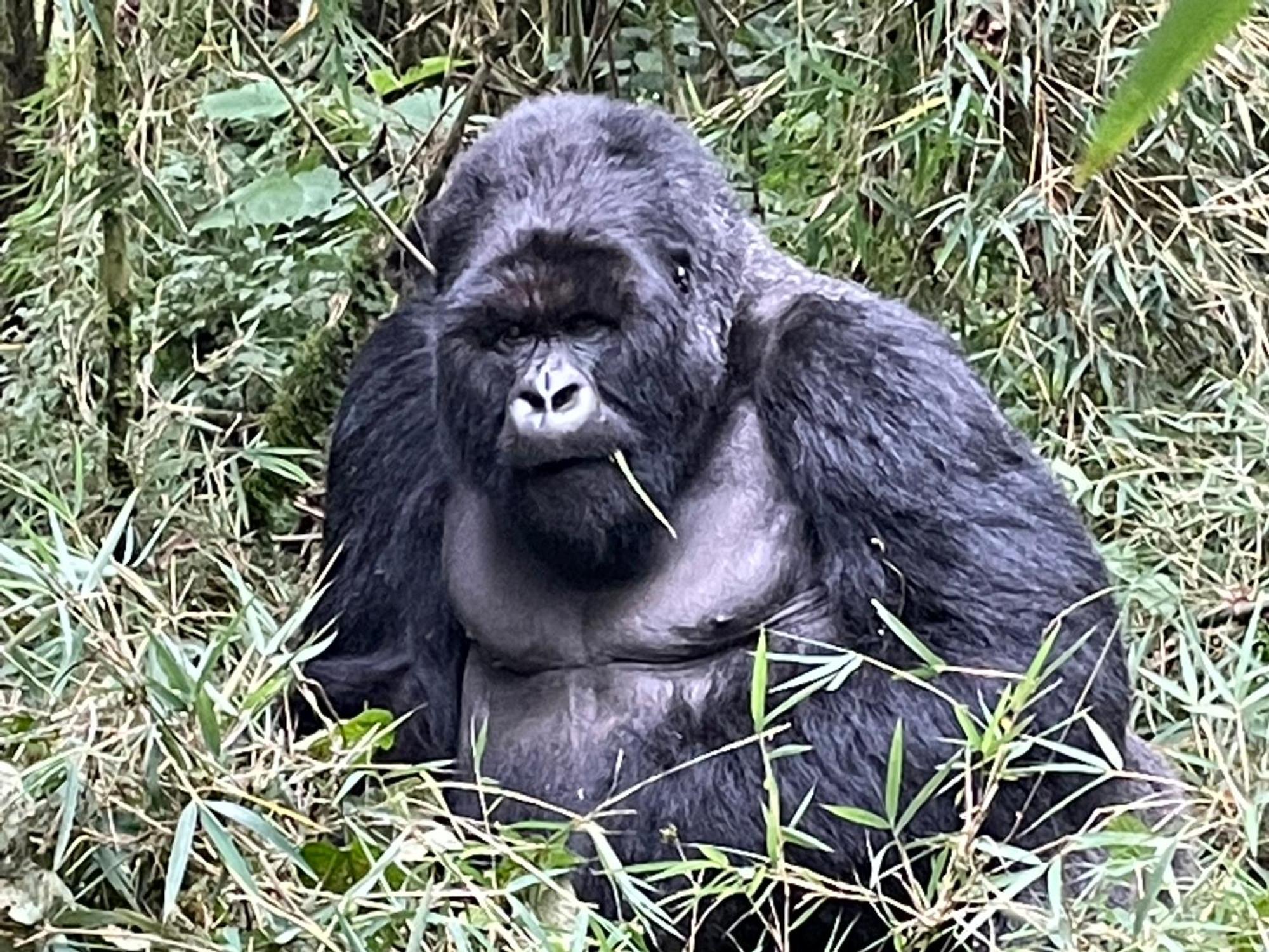 Le Bambou Gorilla Lodge Kinigi エクステリア 写真
